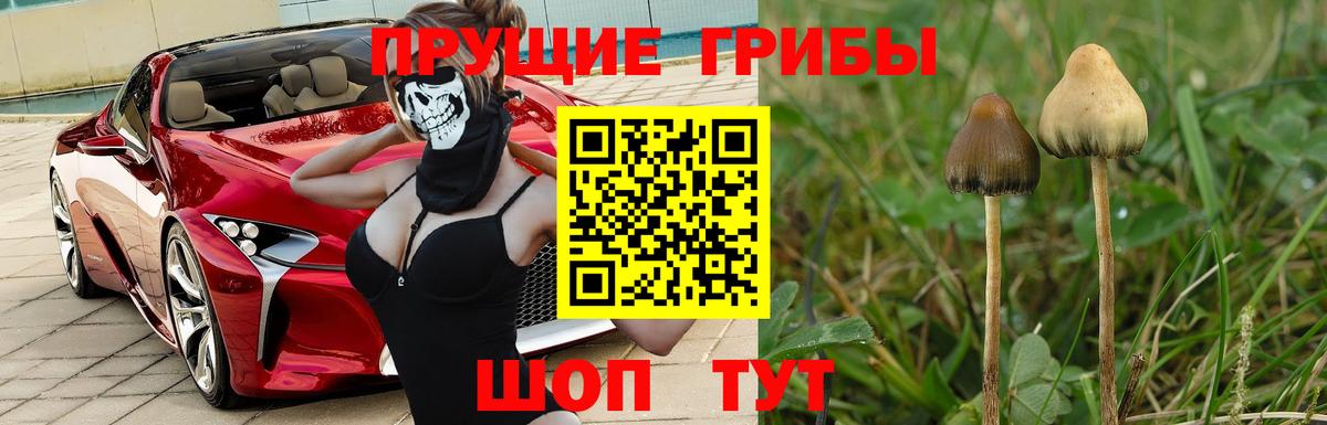 Краснокаменск  Галлюциногенные грибы MAGIC MUSHROOMS  Псилоцибиновые грибы Psilocybine cubensis  Вход с VPN 